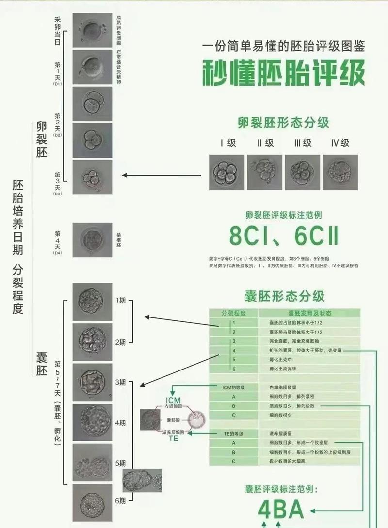 武汉卵裂胚评分高低怎么看 对试管成功率影响大吗